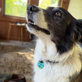 Custom Silicone Pet Tag