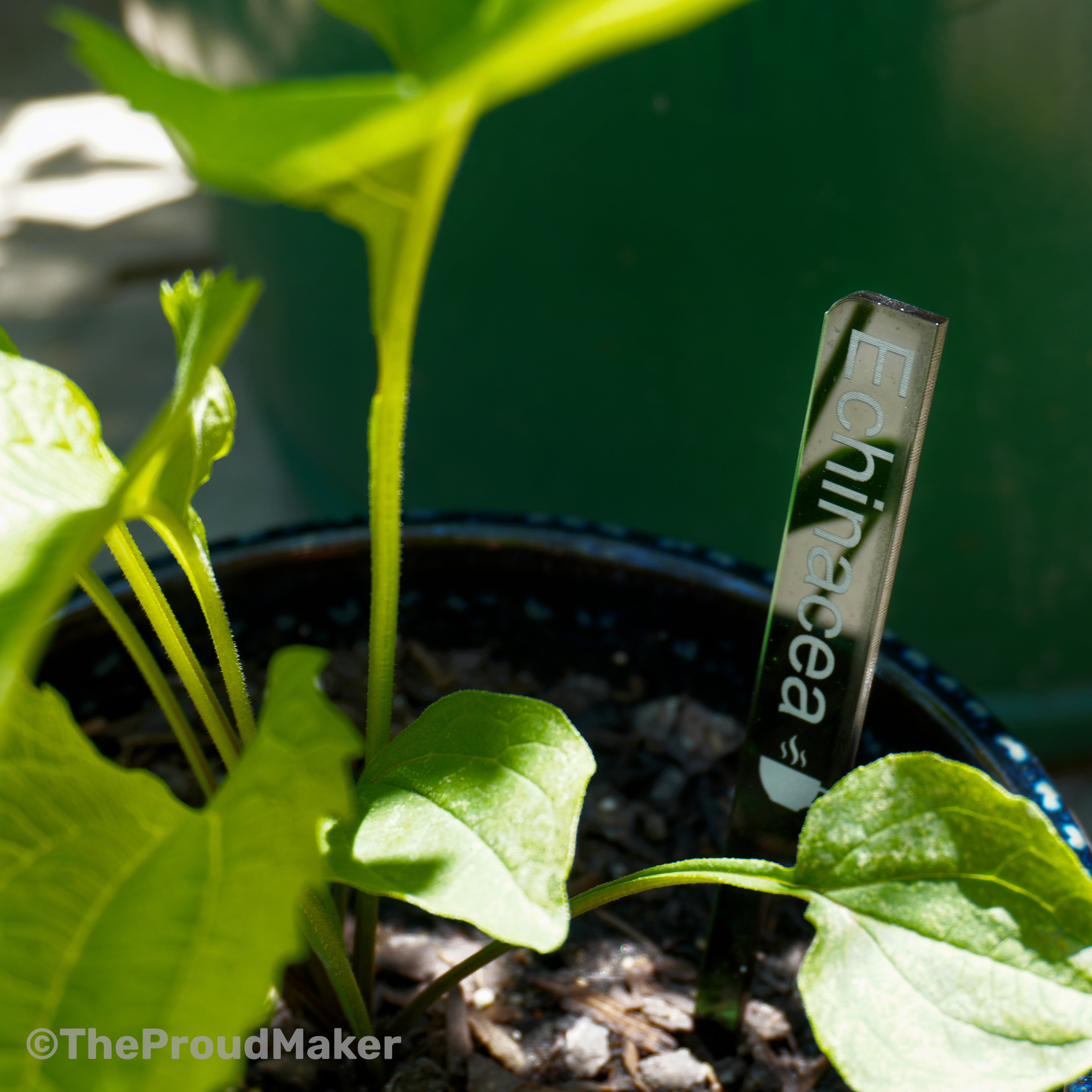 Custom Engraved Plant Markers Set of 8